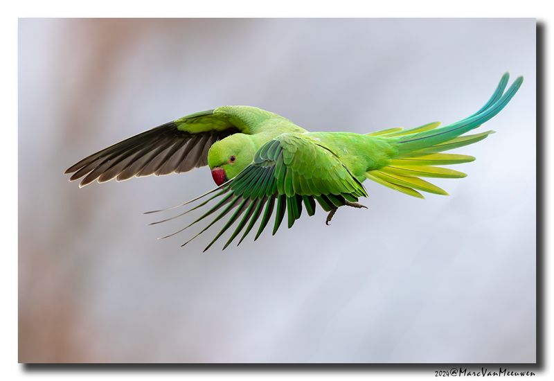 Halsbandparkiet - Rose-ringed Parakeet