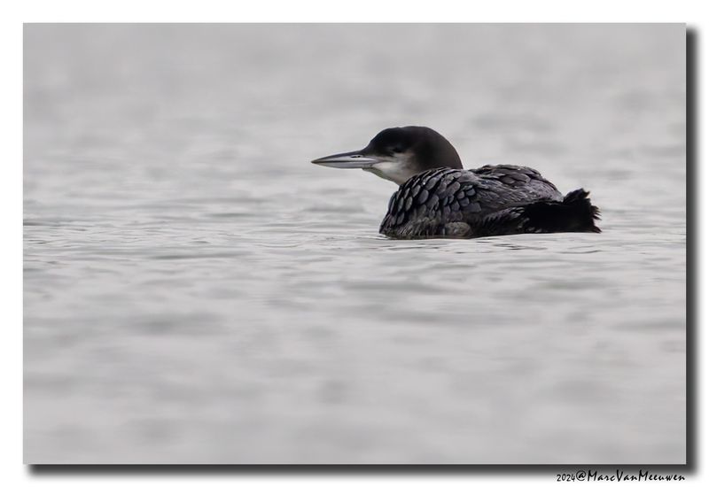 Ijsduiker_12122024_Paal_Q9A2332-007.jpg