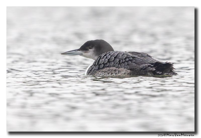 Ijsduiker - Great Northern Loon