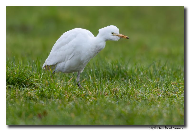 Koereiger - Cattle Egret