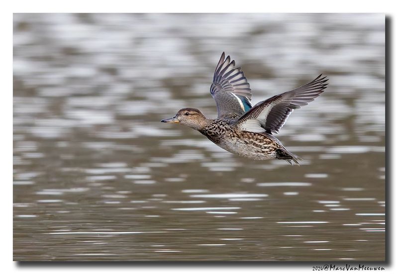 Wintertaling - Eurasian Teal