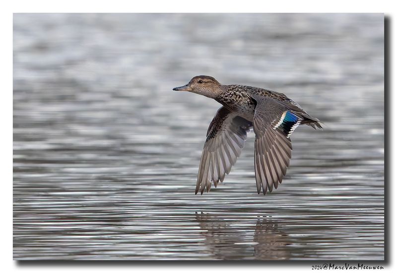 Wintertaling - Eurasian Teal