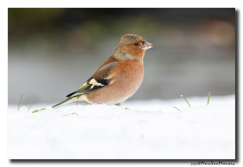 Vink - Chaffinch