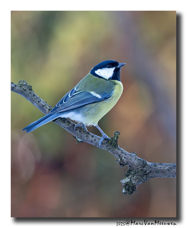 Koolmees - Great Tit
