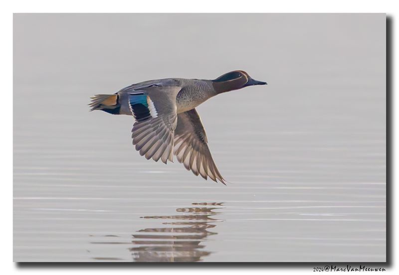 Wintertaling - Eurasian Teal