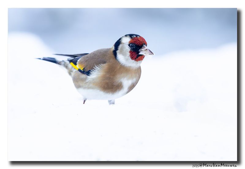 Putter - Goldfinch