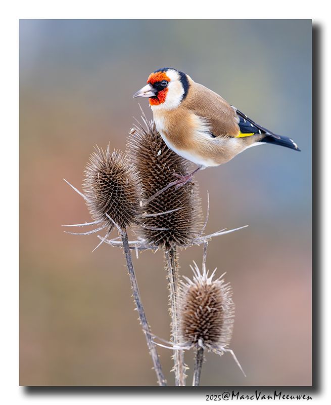 Putter - Goldfinch