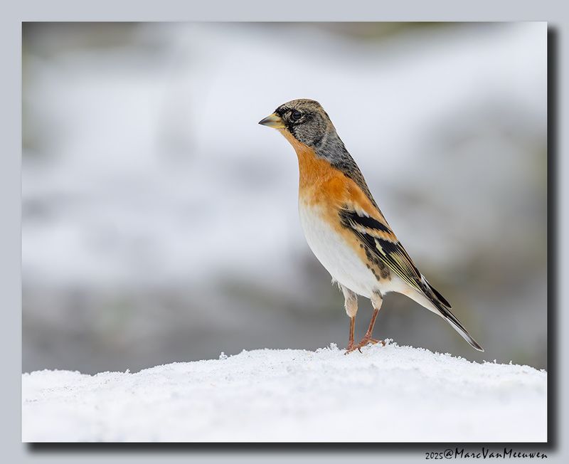 Keep - Brambling