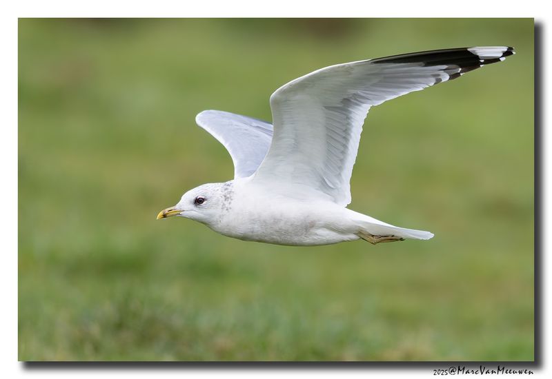 Stormmeeuw - Mew Gull