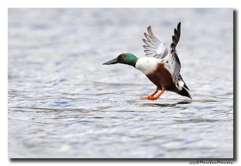 Slobeend - Northern Shoveler