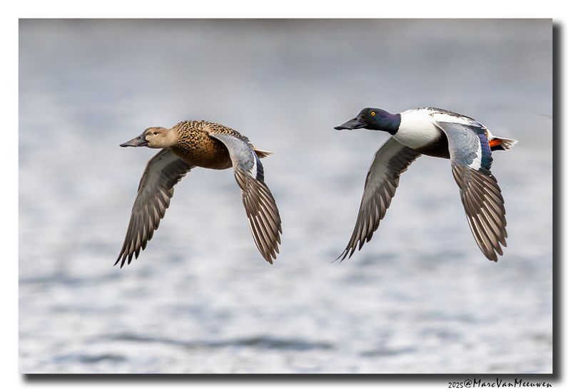 Slobeend - Northern Shoveler
