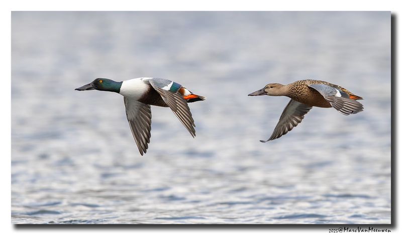 Slobeend - Northern Shoveler