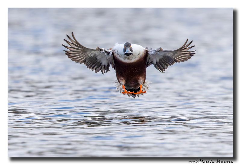 Slobeend - Northern Shoveler