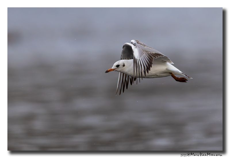 Kokmeeuw - Black-headed Gull