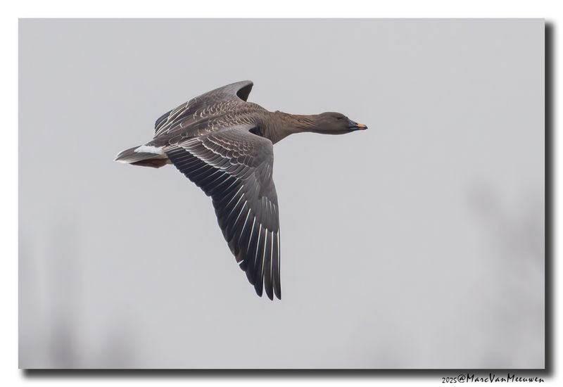 Toendrarietgans - Tundra Bean Goose