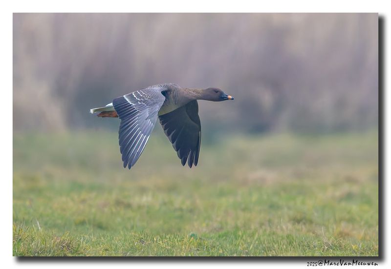 Toendrarietgans - Tundra Bean Goose