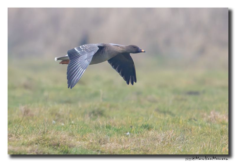 Toendrarietgans - Tundra Bean Goose