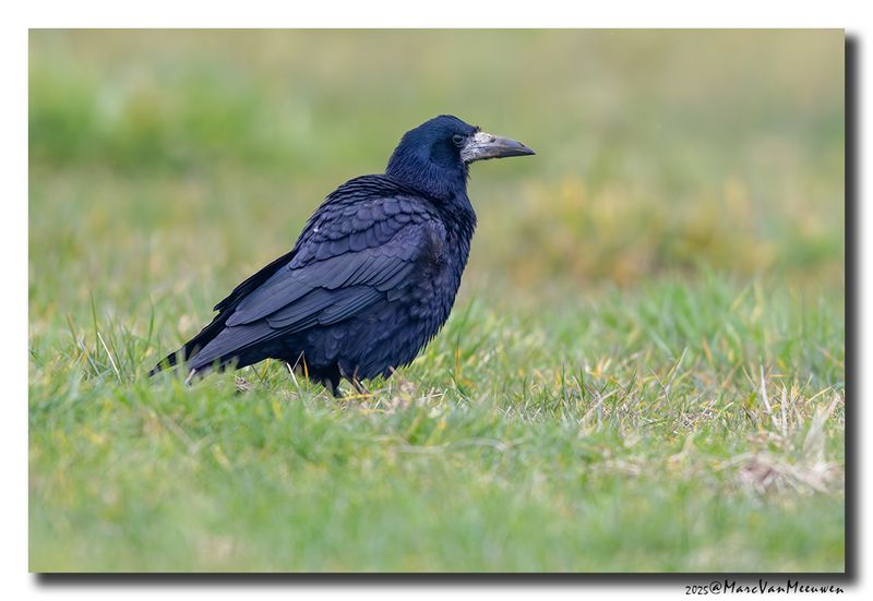 Roek - Rook