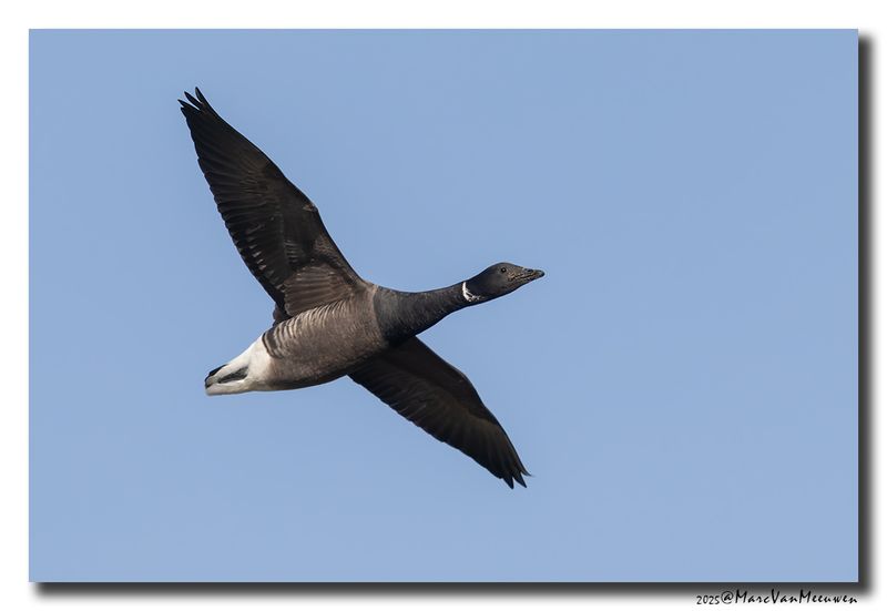 Rotgans - Dark-bellied Brent Goose