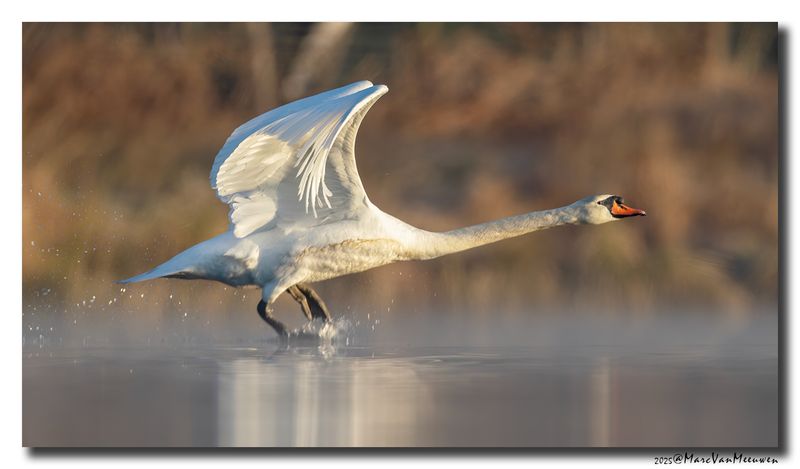 Knobbelzwaan - Mute Swan