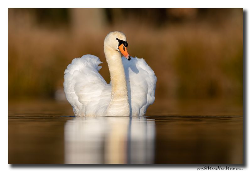 Knobbelzwaan - Mute Swan