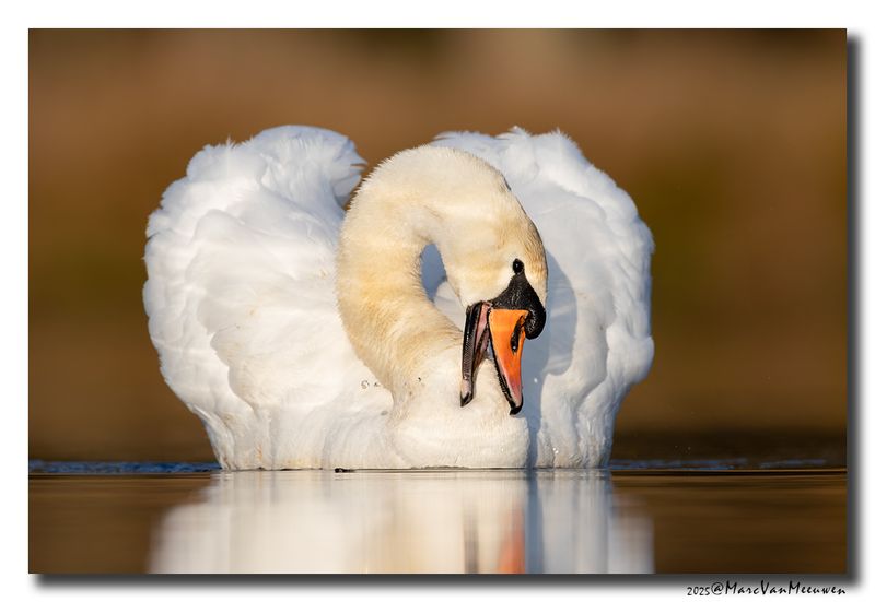 Knobbelzwaan - Mute Swan