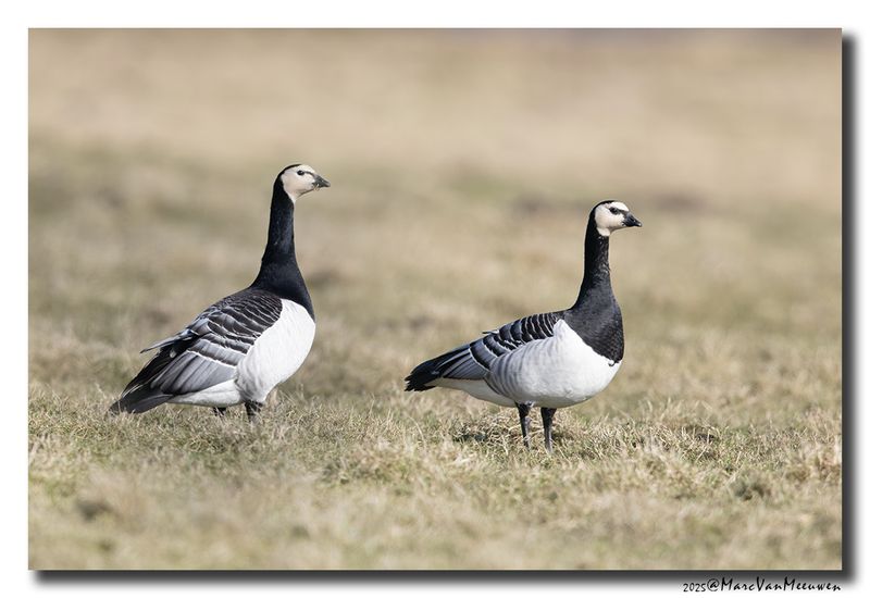 Brandgans - Barnacle Goose
