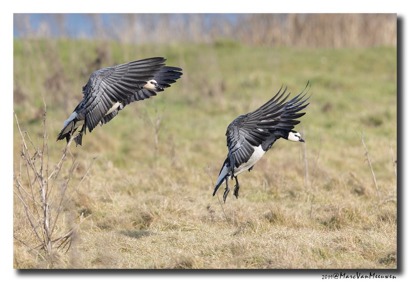 Brandgans - Barnacle Goose