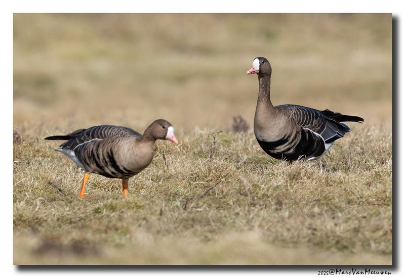 Kolgans - White-fronted Goose
