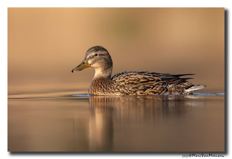 Wilde Eend - Mallard