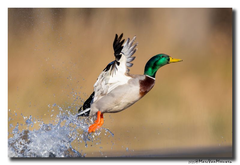 Wilde Eend - Mallard