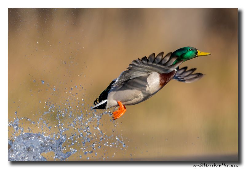 Wilde Eend - Mallard