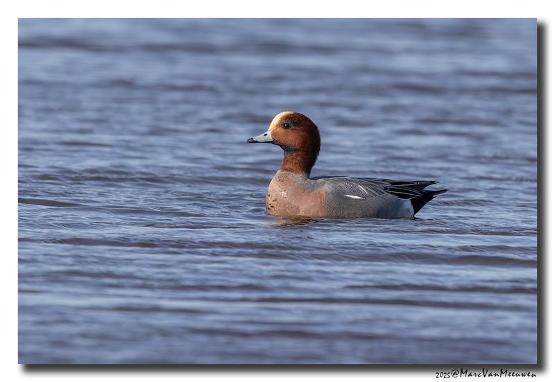 Smient - Wigeon