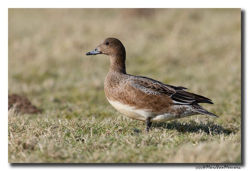 Smient - Wigeon