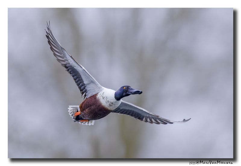 Slobeend - Northern Shoveler
