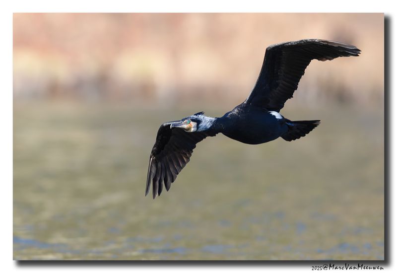 Aalscholver - Great Cormorant