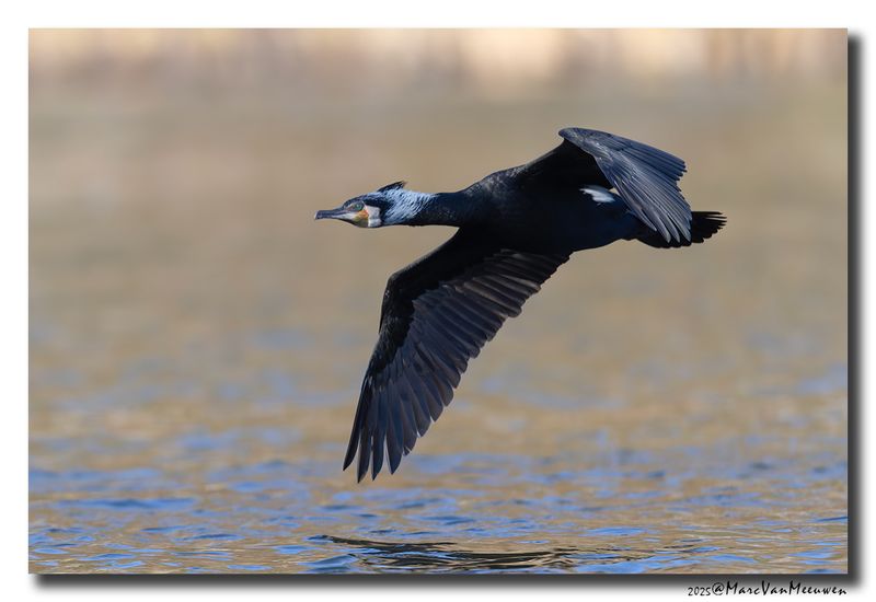 Aalscholver - Great Cormorant