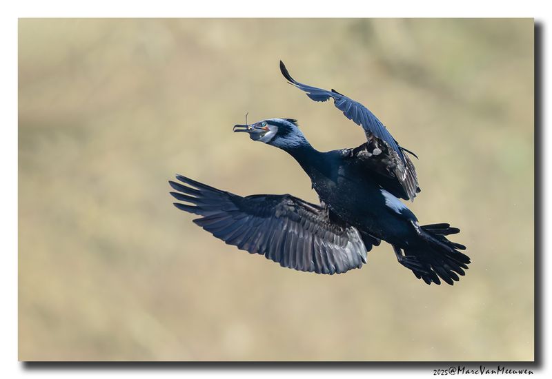 Aalscholver - Great Cormorant