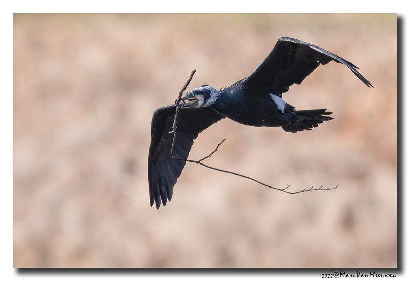 Aalscholver - Great Cormorant