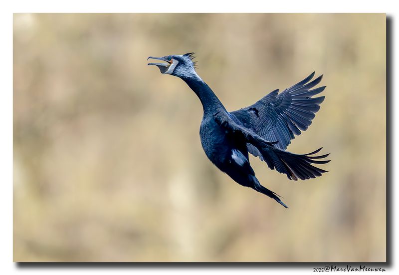 Aalscholver - Great Cormorant