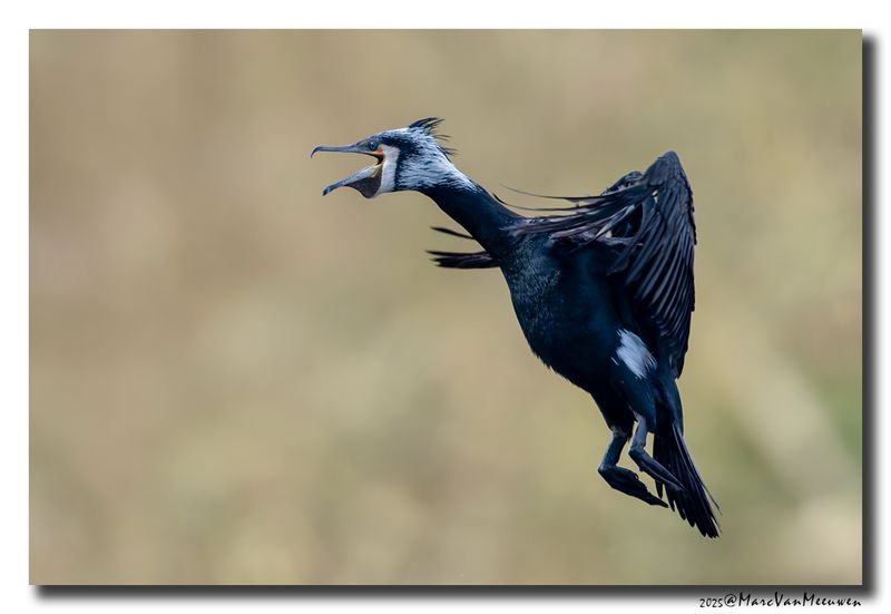 Aalscholver - Great Cormorant