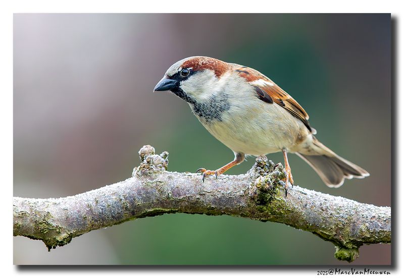 Huismus - House Sparrow