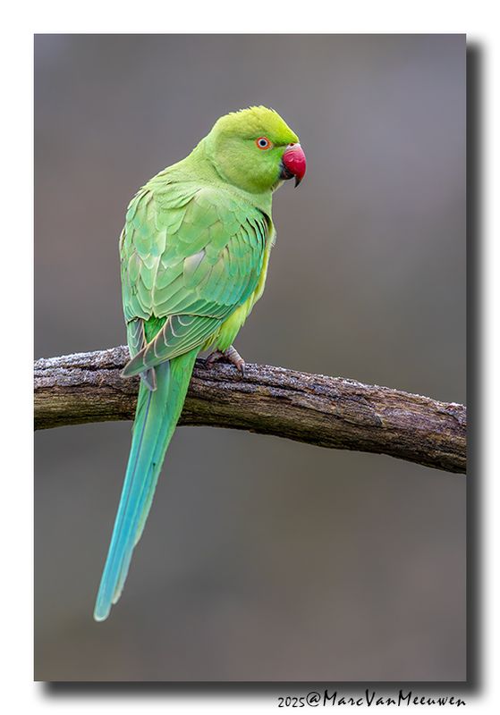 Halsbandparkiet - Rose-ringed Parakeet
