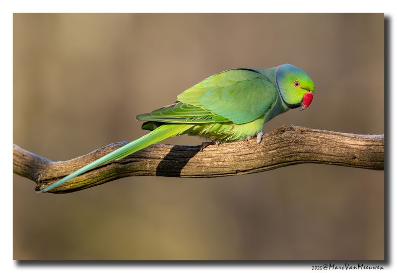 Halsbandparkiet - Rose-ringed Parakeet