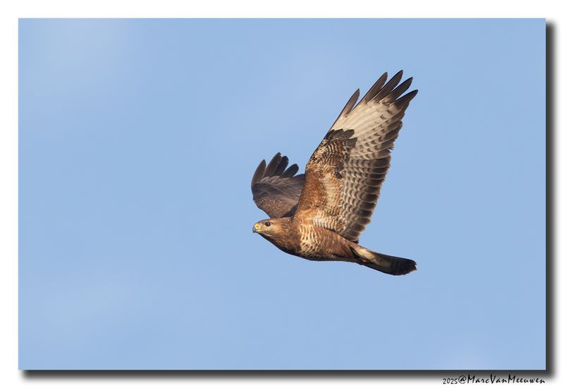 Buizerd - Buzzard