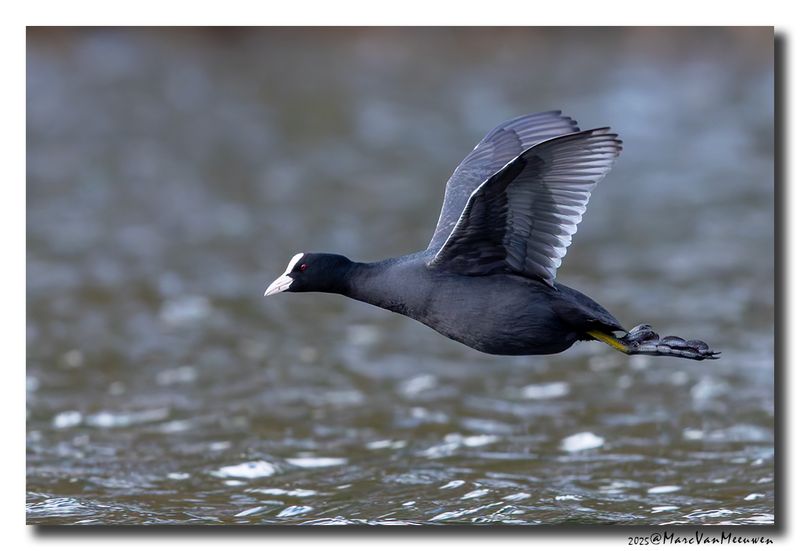 Meerkoet - Coot