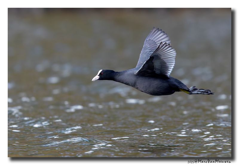 Meerkoet - Coot