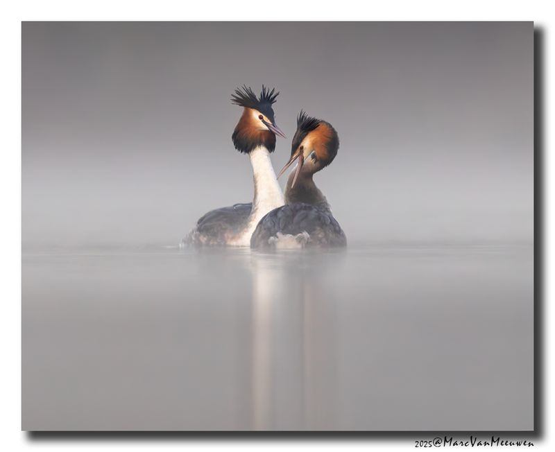 Fuut - Great Crested Grebe