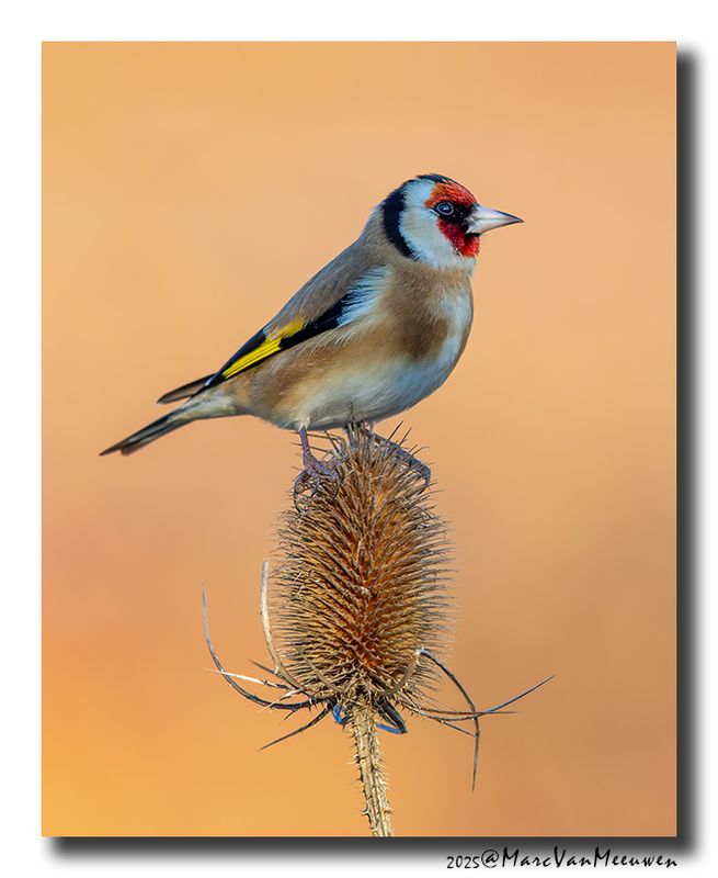 Putter - Goldfinch