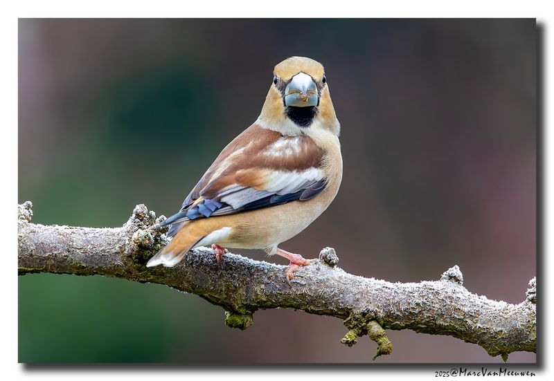 Appelvink - Hawfinch